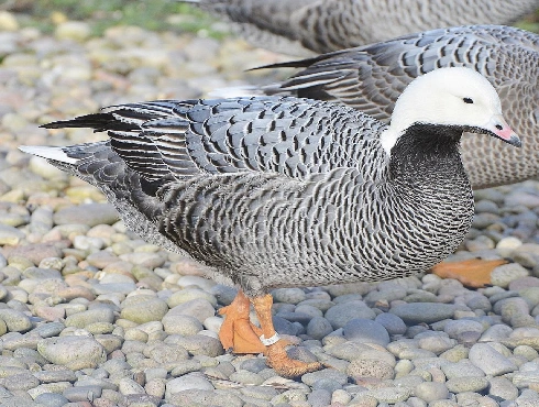 Emperor Goose - Joobira