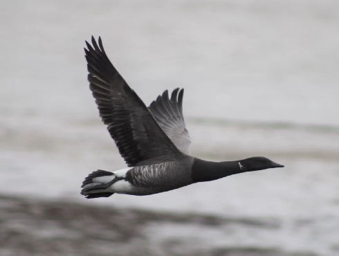 Brant - Joobira