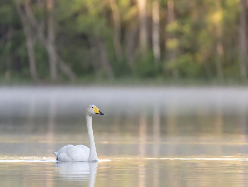 Whooper Swan - Joobira