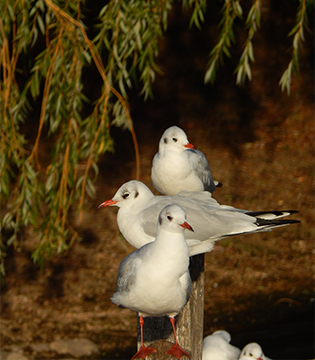 Birding in Nova Scotia