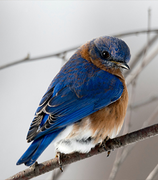 Birding in Newfoundland and Labrador