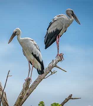 Birding in Manitoba