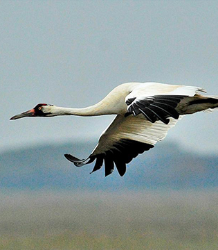 Birding in Saskatchewan