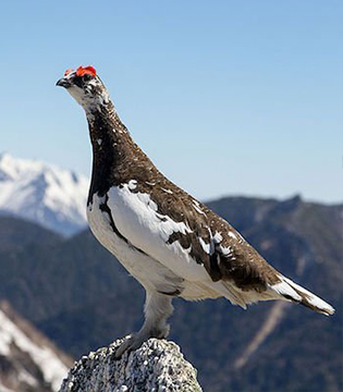 Birding in Nunavut