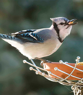 Birding on Prince Edward Island