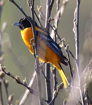 Birding in Quebec