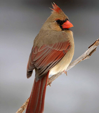 Birding in Ontario