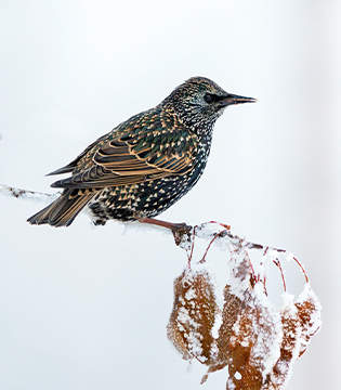 Birding in Alberta