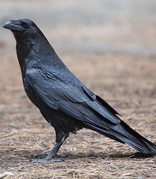 Birding in the Yukon